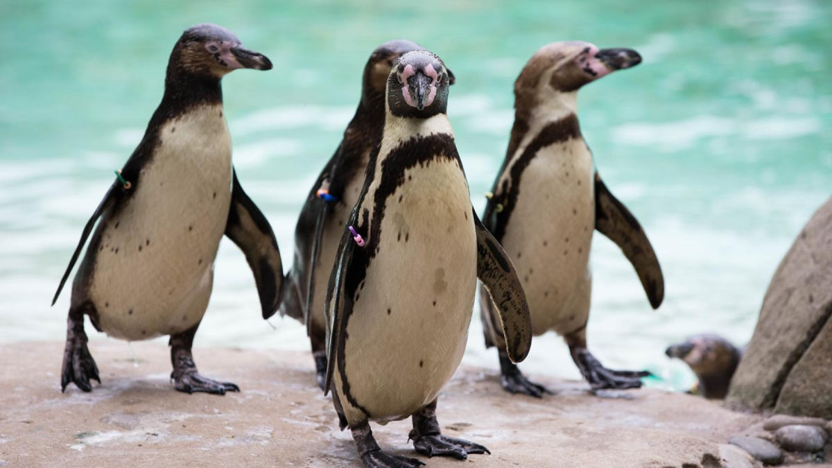 Image of penguins standing besides a pool and looking at the camera in a zoo