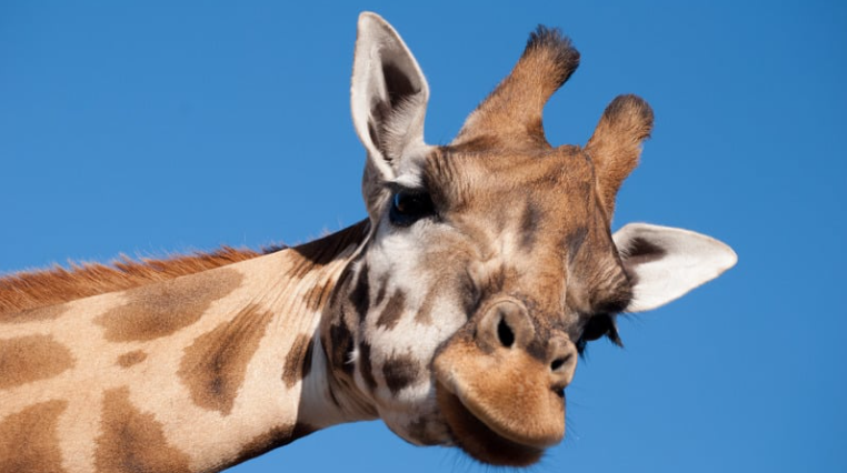A close up image of a giraffe looking at the camera