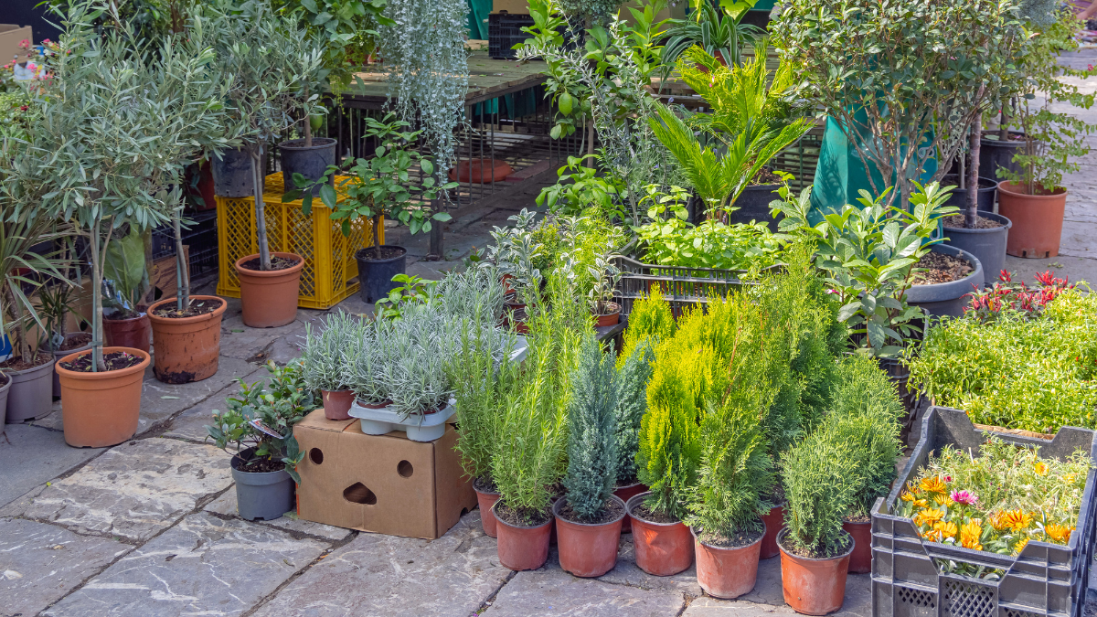 Image of a garden centre with rows of variety of plants in pots.