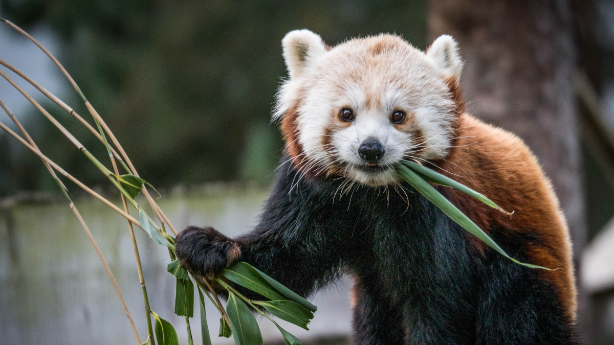 Image of a cute red panda chewing on bamboo sticks