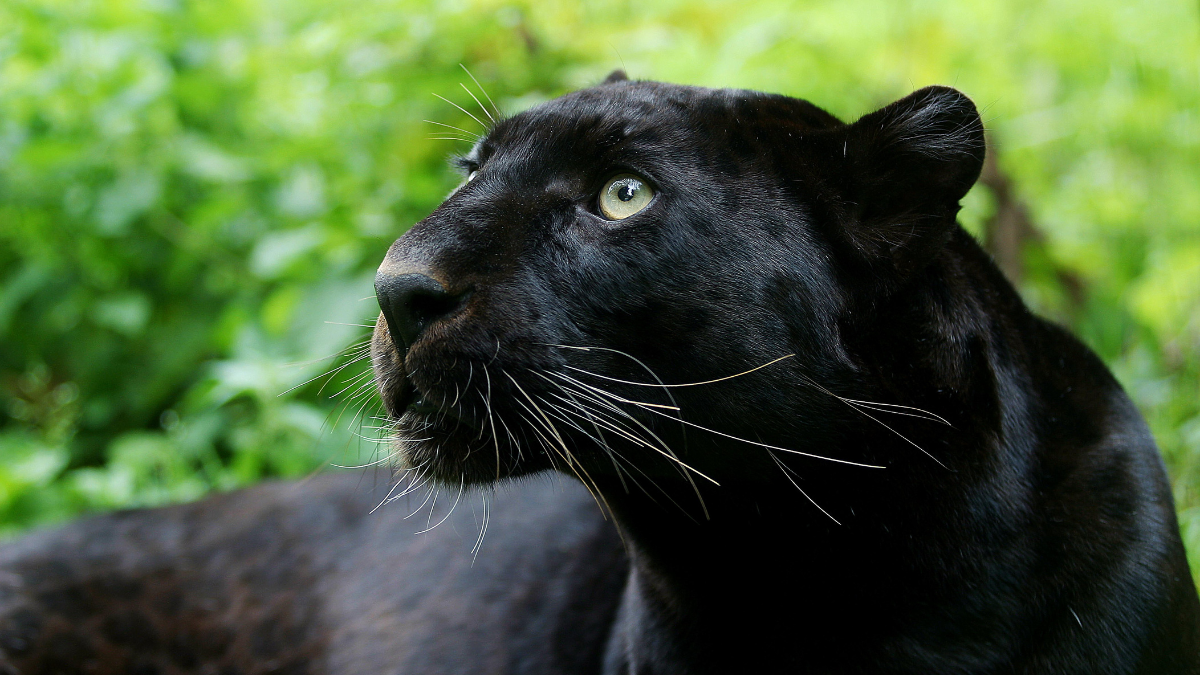 Close up profile of a black panther looking up