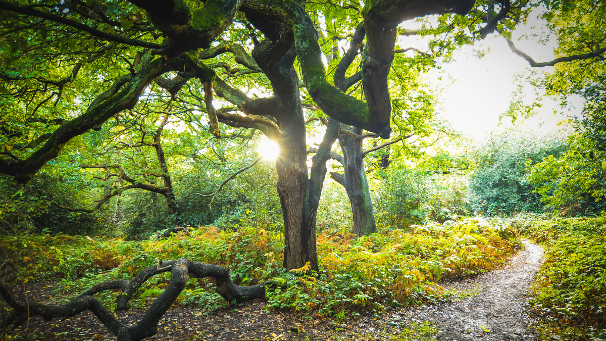 Image showcases the Epping Forest in Essex with its ancient woodlands and vibrant greenery.