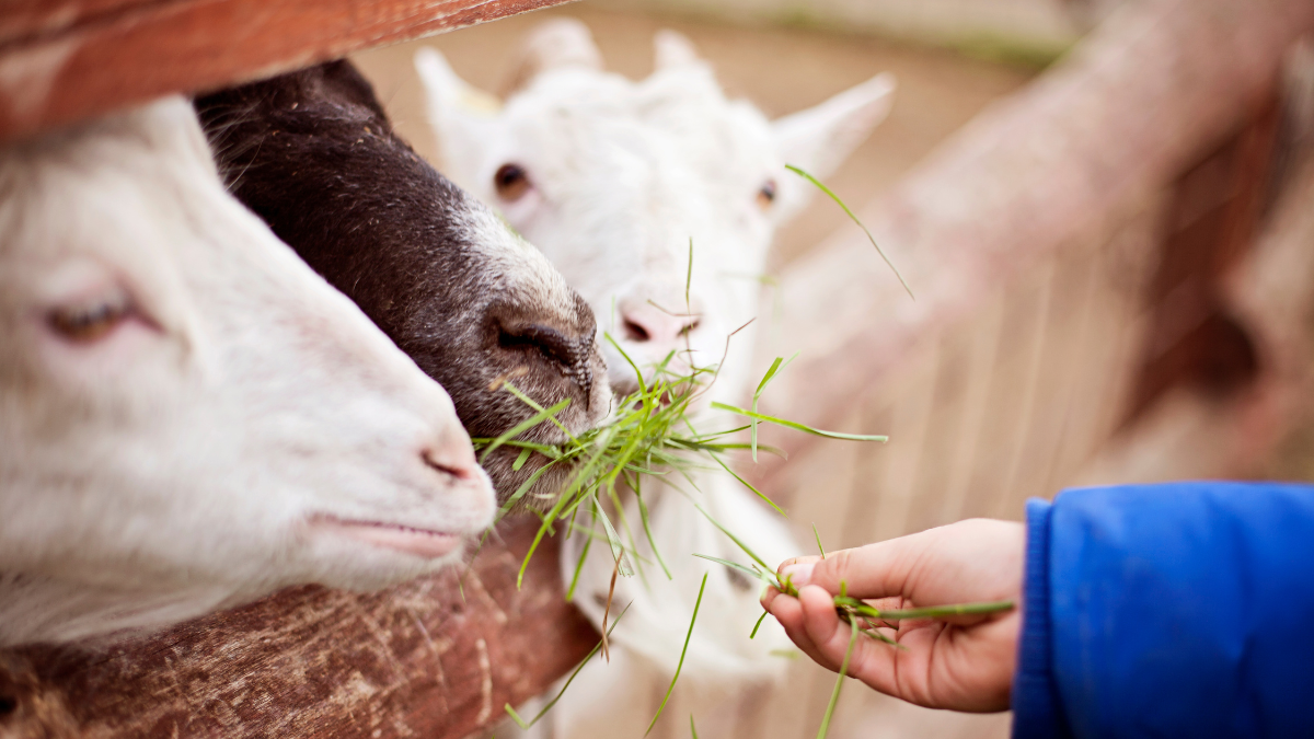Images shows three goats being fed grass at a petting zoo.