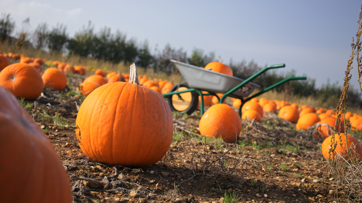 An image of a pumpkin farm with rows of bright orange pumpkin ready to be picked. A farm wheelbarrow carrying a pumpkin can be seen in the background.